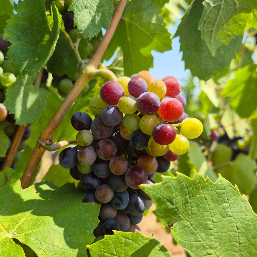 La véraison : l'étape magique où le raisin change de couleur
